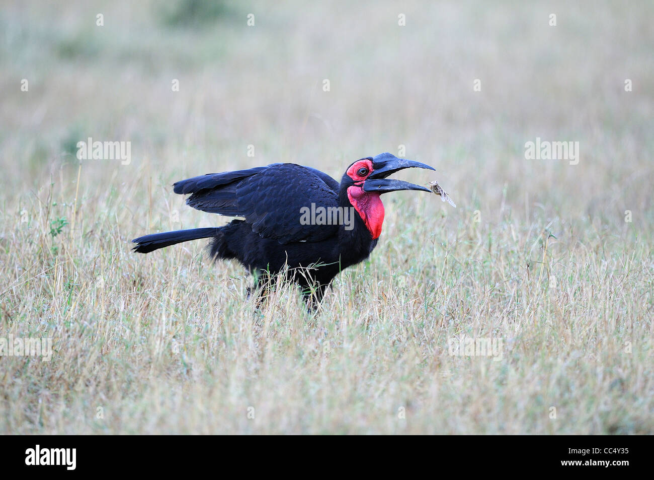 Massa meridionale Hornbill (Bucorvus leadbeateri) maschio mangiare Grasshopper, il Masai Mara, Kenya Foto Stock