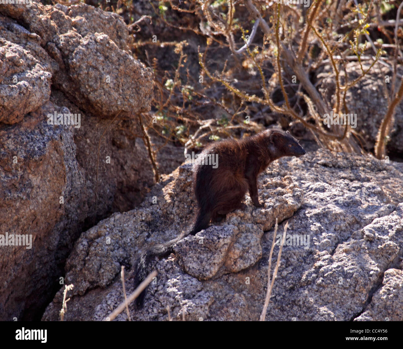 La mangusta snella sul boulder Foto Stock