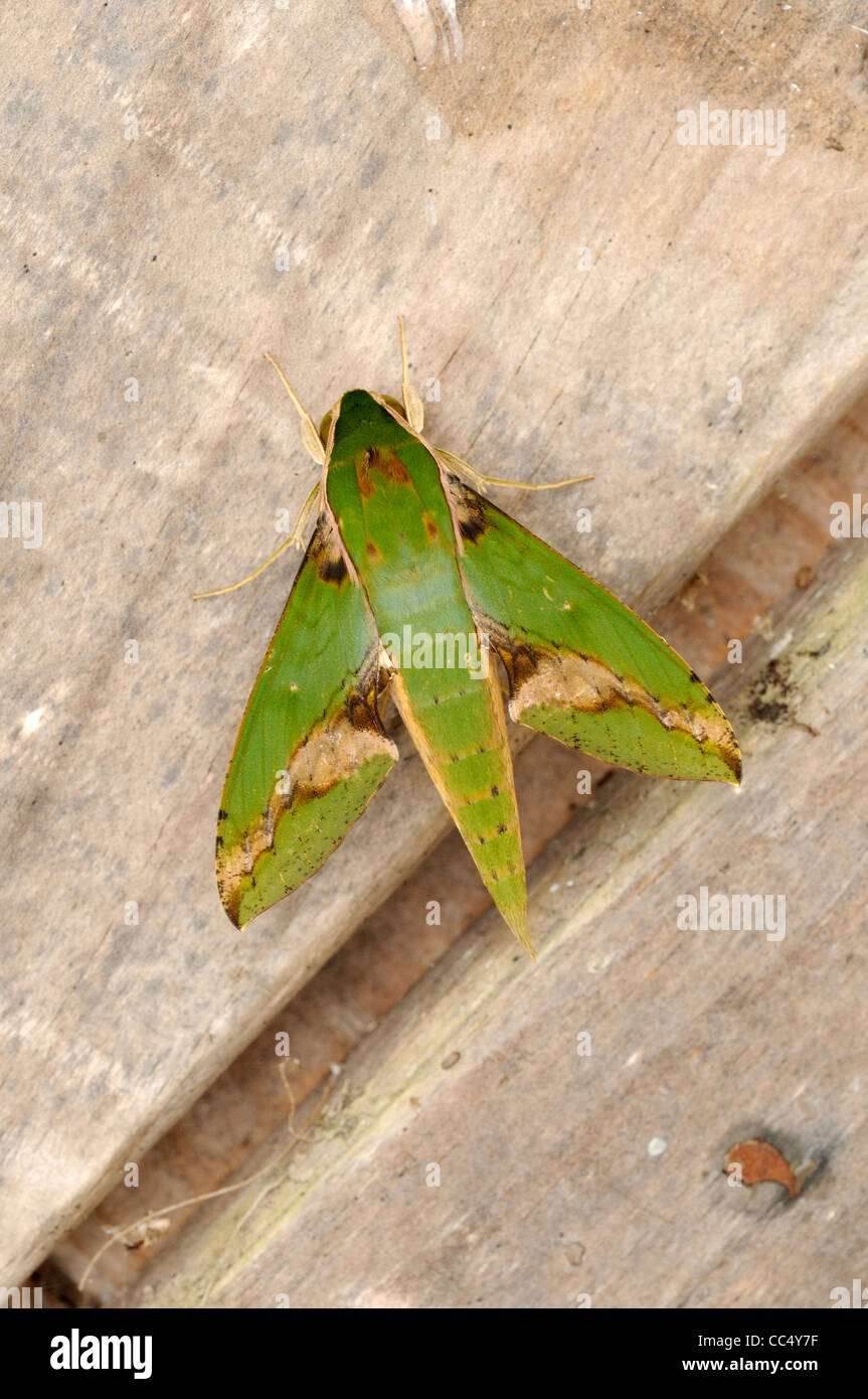 Il verdeggiante Hawkmoth (Xylophanes Chiron) a riposo sul pezzo di legno, Trinidad Foto Stock