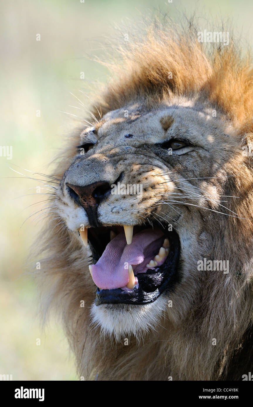 Lion (Panthera leo) maschio sniffing l'aria, che mostra il comportamento flehmen, il Masai Mara, Kenya Foto Stock