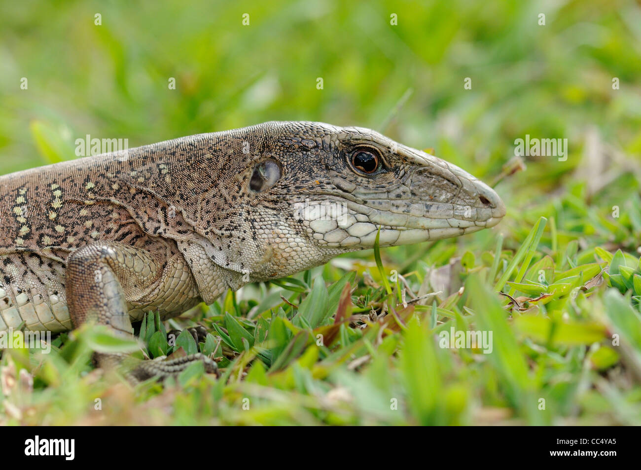 Maeva Lizard (Maeva maeva) close-up di testa, Iwokrama foresta pluviale, Guyana Foto Stock