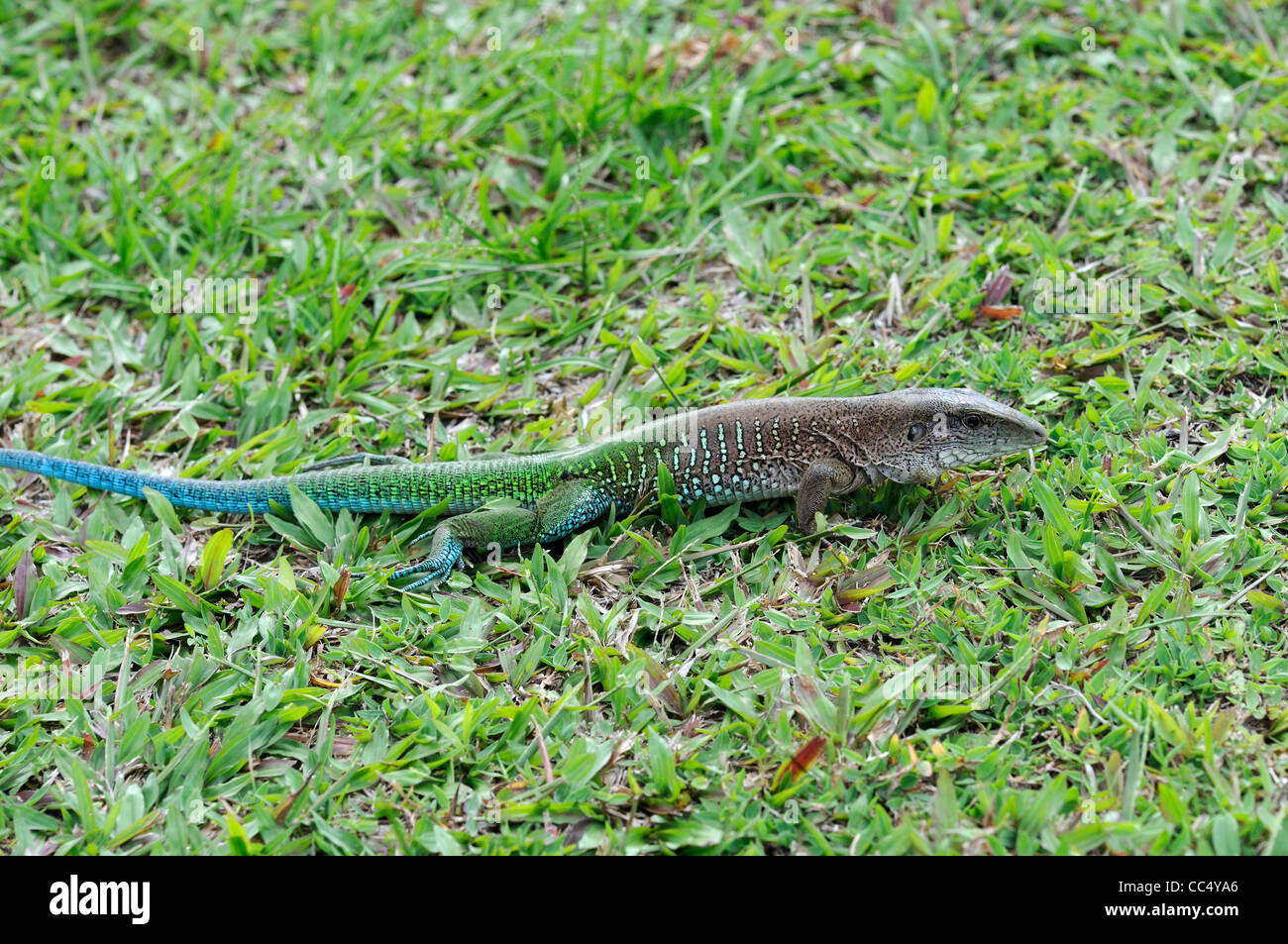 Maeva Lizard (Maeva maeva) maschio adulto nella riproduzione dei colori, Iwokrama foresta pluviale, Guyana Foto Stock