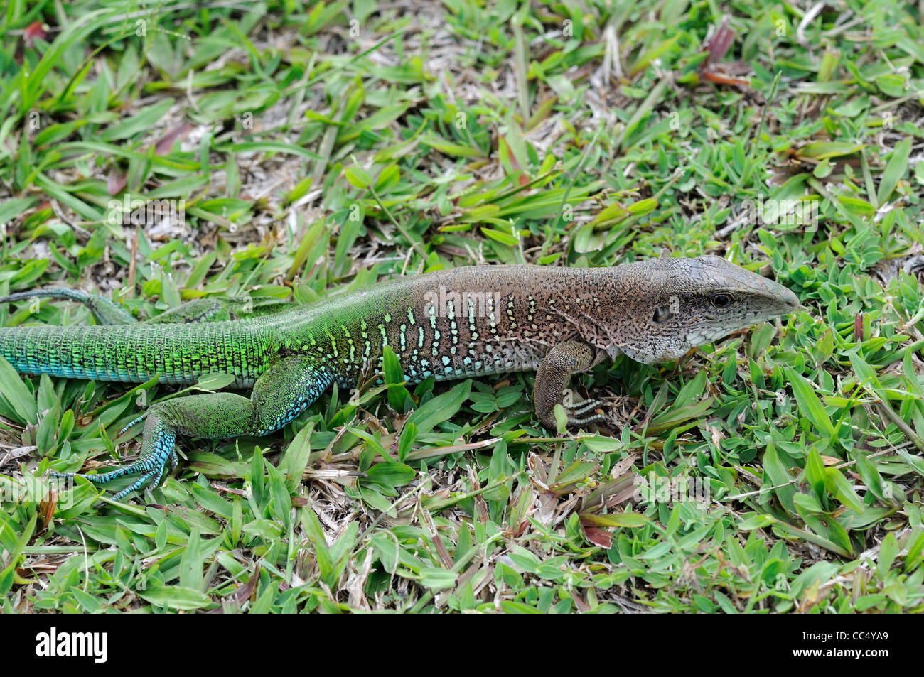 Maeva Lizard (Maeva maeva) maschio adulto nella riproduzione dei colori, Iwokrama foresta pluviale, Guyana Foto Stock