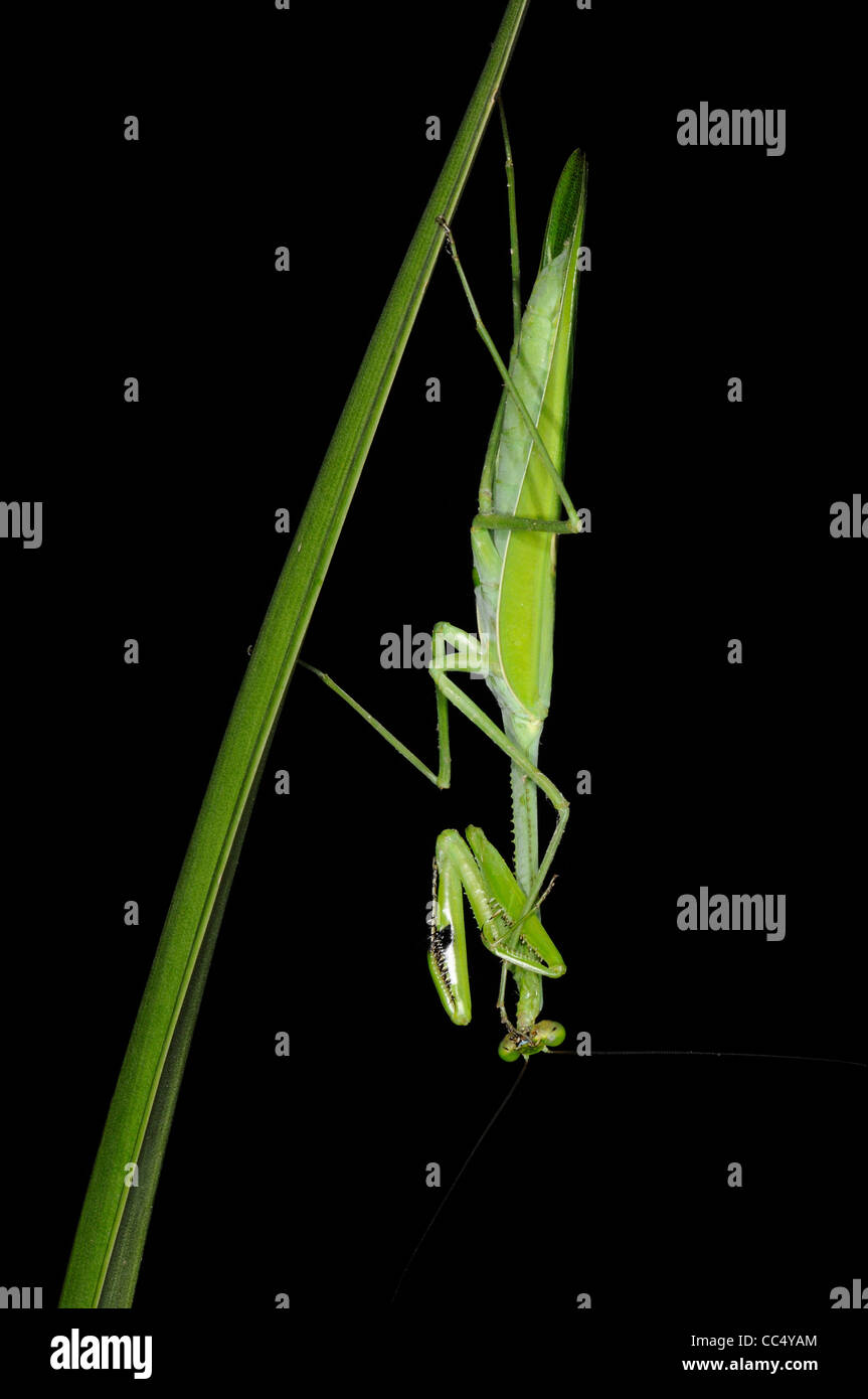 Mantide Religiosa (Stagmatoptera binotata) in appoggio sulla lamina fogliare, di notte, Iwokrama foresta pluviale, Guyana Foto Stock