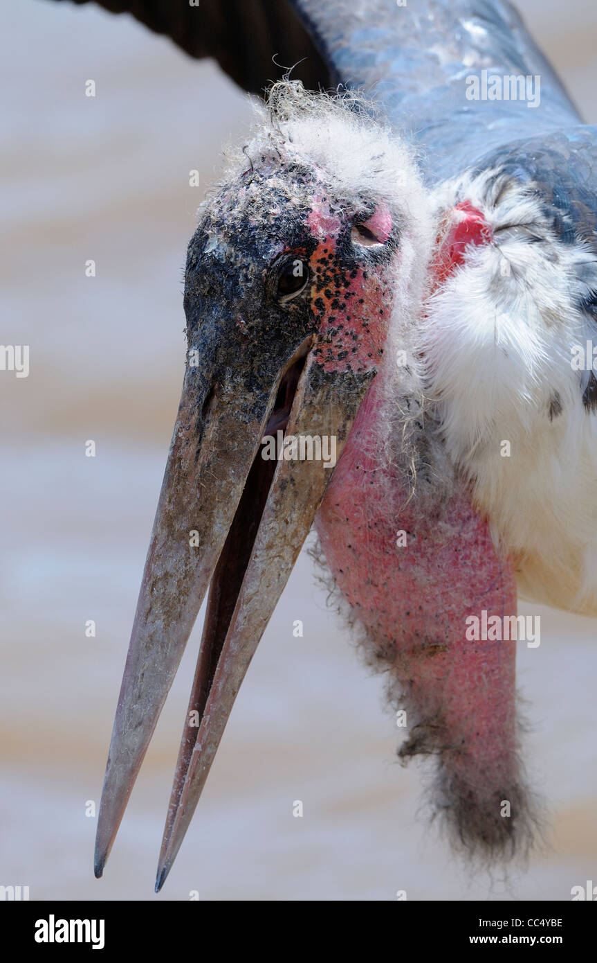 Marabou Stork (Leptoptilus crumeniferous) close-up di testa che mostra pendolari sacca di gola, il Masai Mara, Kenya Foto Stock