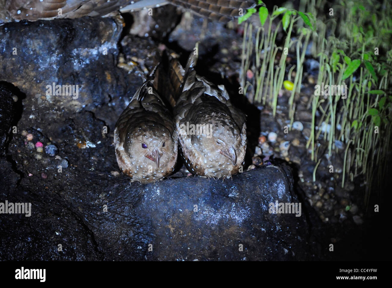 Oilbird (Steatornis caripensis) coppia seduta sul nido, Aripo grotte, Trinidad Foto Stock