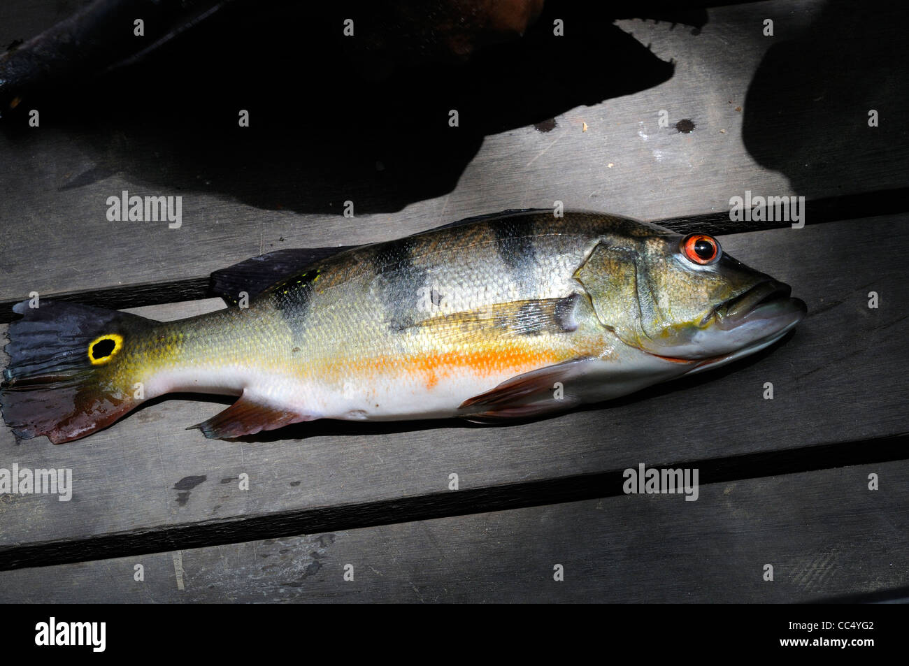 Peacock Bass (Cichla ocellaris) pesce pescato dai locali di amerindi, nel fondo della barca, fiume Rupununi, Guyana Foto Stock