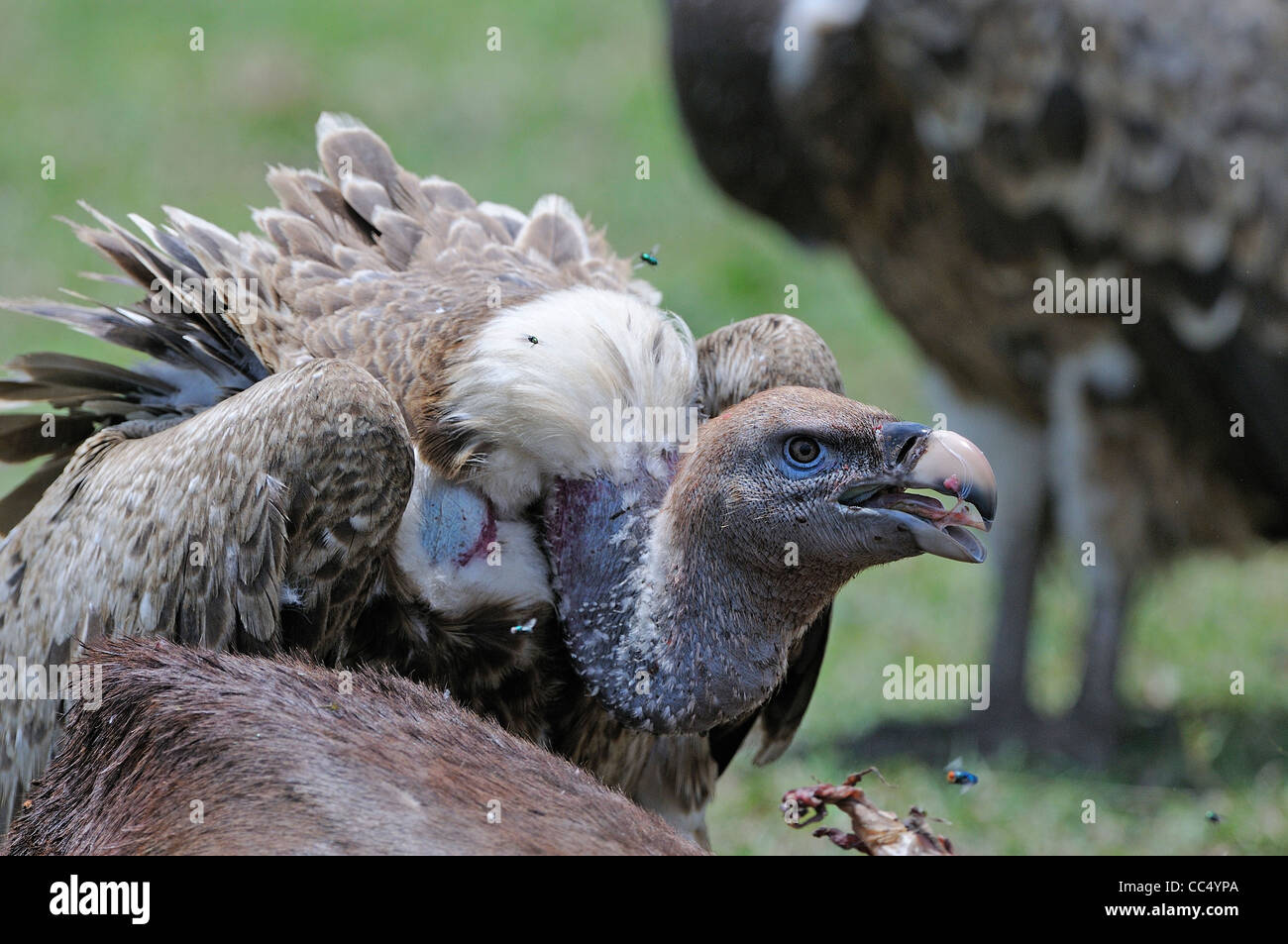 La Ruppell Vulture (Gyps rueppellii) alimentazione a carcassa animale, il Masai Mara, Kenya Foto Stock