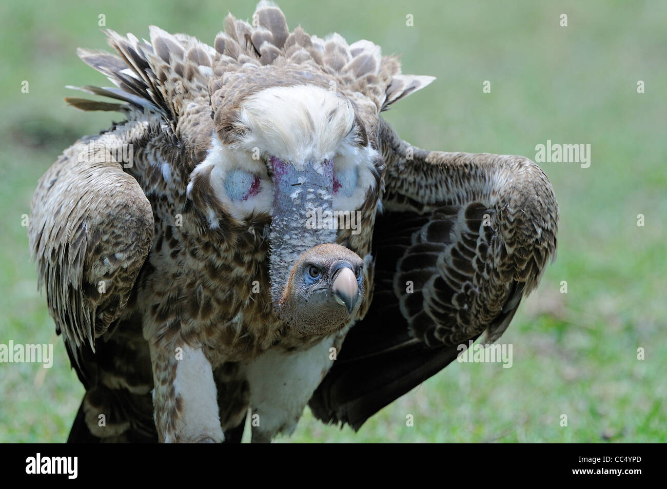 La Ruppell Vulture (Gyps rueppellii) close-up di adulto, il Masai Mara, Kenya Foto Stock