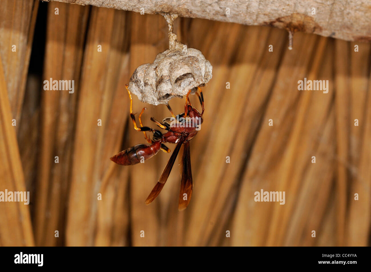Marabunta o Spider Wasp (Famiglia Pompilidae) wasp solitaria a nido nel tetto di paglia, Rupununi, Guyana Foto Stock