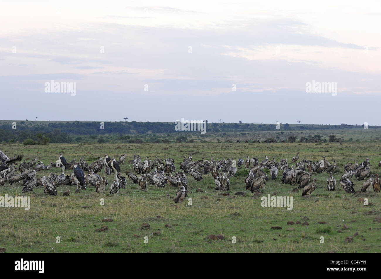White-backed Vulture (Gyps africanus) grande gruppo riuniti sul terreno, il Masai Mara, Kenya Foto Stock