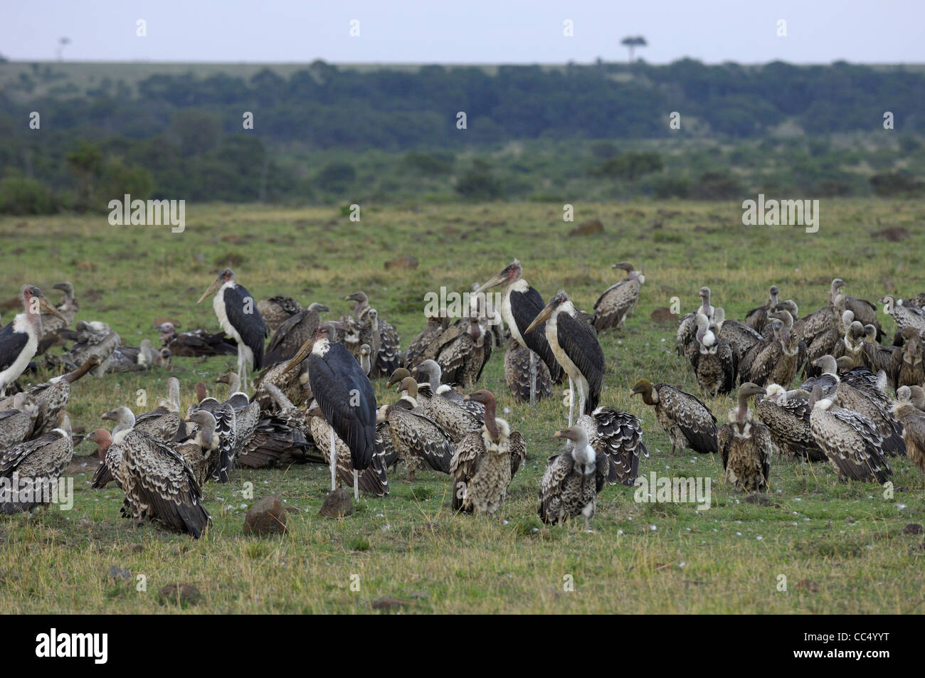 White-backed Vulture (Gyps africanus) grande gruppo insieme in piedi sul suolo, insieme con Marabou cicogne, il Masai Mara, Ken Foto Stock