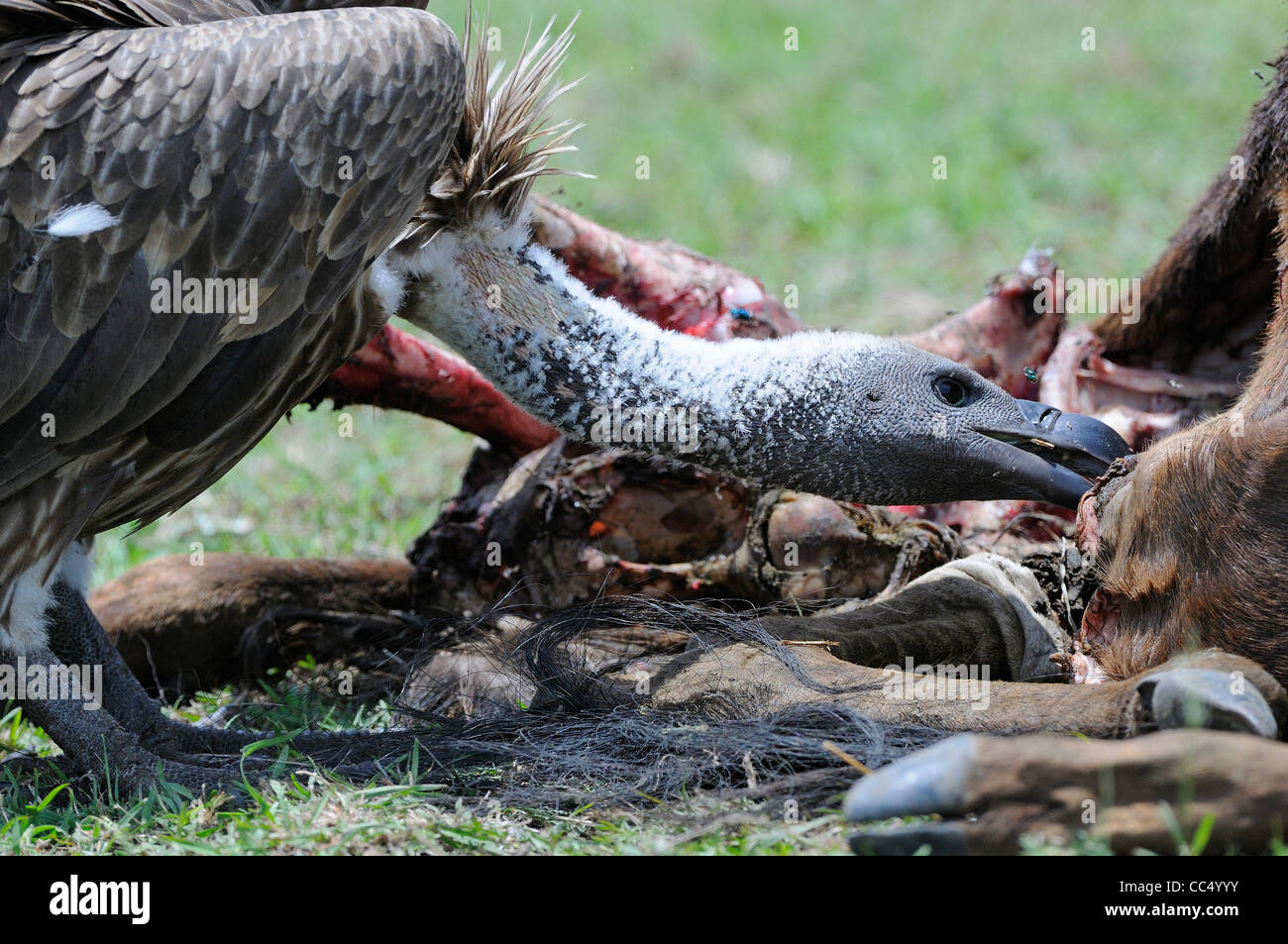 White-backed Vulture (Gyps africanus) alimentazione sulla carcassa animale, il Masai Mara, Kenya Foto Stock