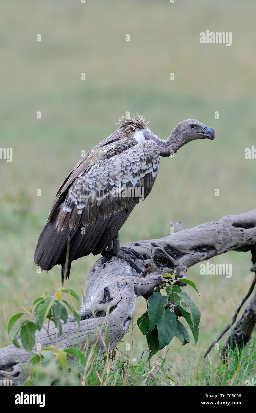 White-backed Vulture (Gyps africanus) adulto appollaiato sul ramo, il Masai Mara, Kenya Foto Stock
