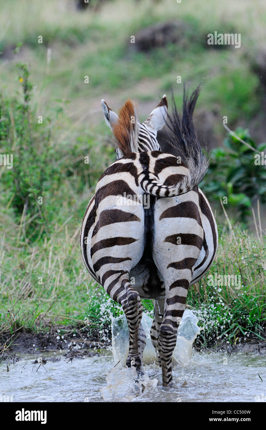 Zebra comune (Equus quagga) in esecuzione throuh acqua, vista dalla parte posteriore, il Masai Mara, Kenya Foto Stock