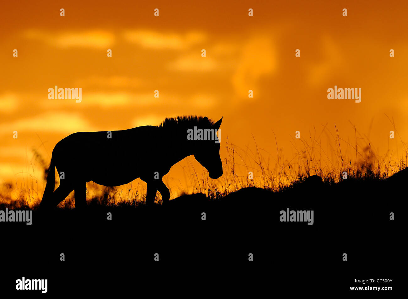 Zebra comune (Equus quagga) silhouette al tramonto, il Masai Mara, Kenya Foto Stock