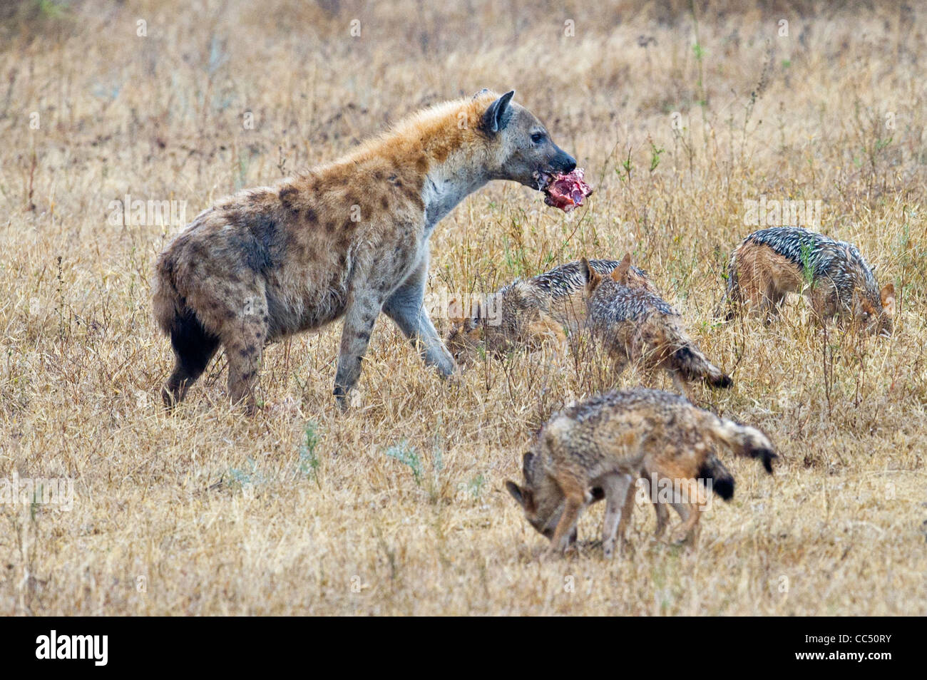 Un Spotted Hyena fending off Black-backed sciacalli Foto Stock