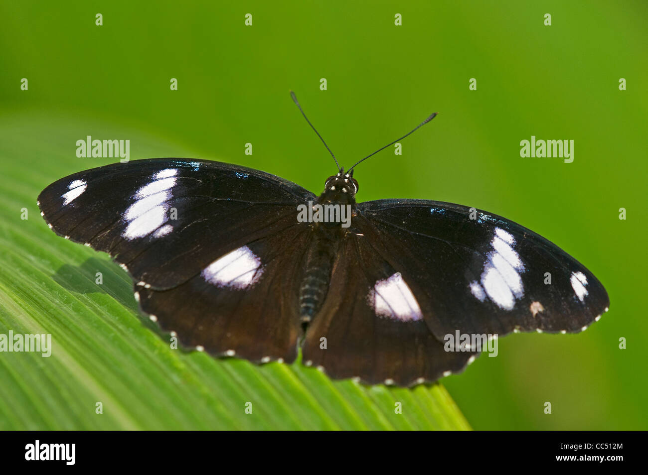 Un comune Eggfly butterfly a riposo Foto Stock