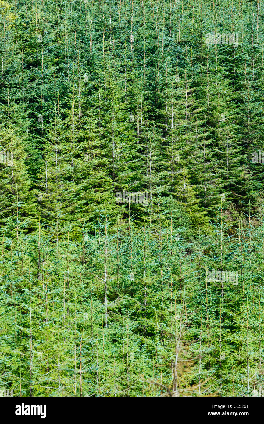 La piantagione di pini, vicino Kilgarvan, nella contea di Kerry, Repubblica di Irlanda. Foto Stock