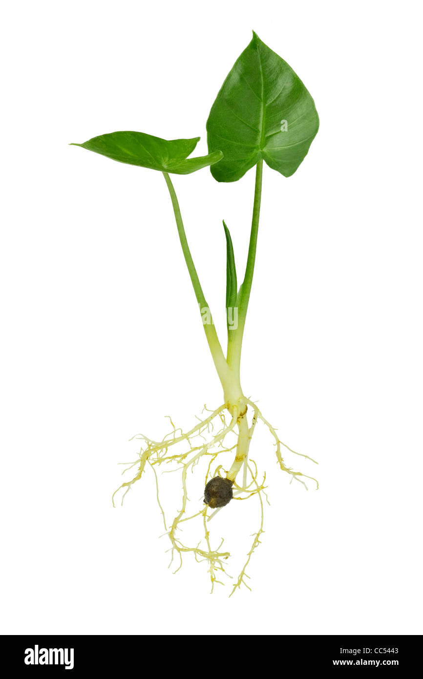 In crescita la pianticella di verde con foglie e radici su sfondo bianco Foto Stock