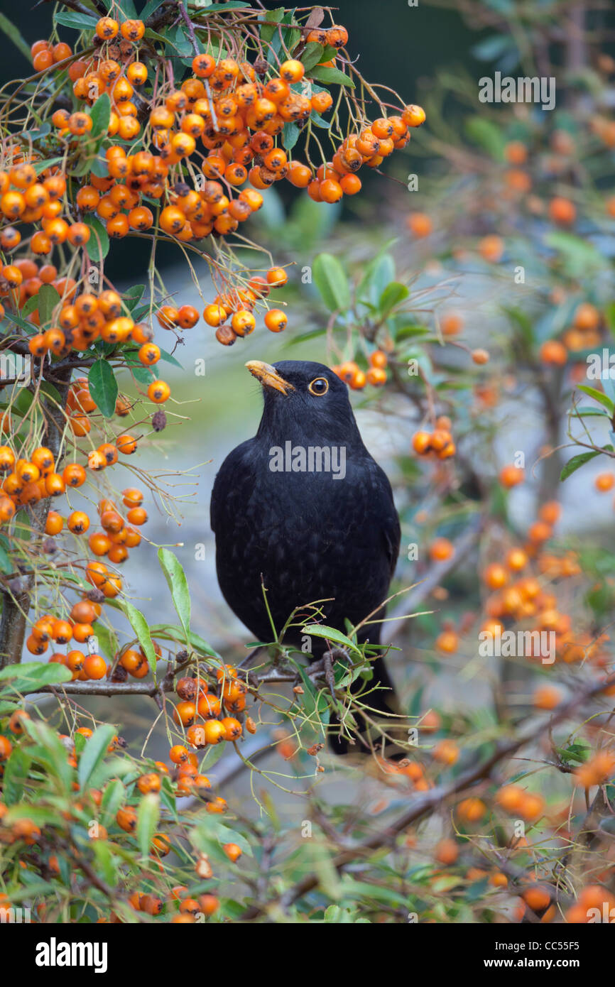 Merlo; Turdus merula; maschio in Pyracantha bush; Cornovaglia; Regno Unito Foto Stock