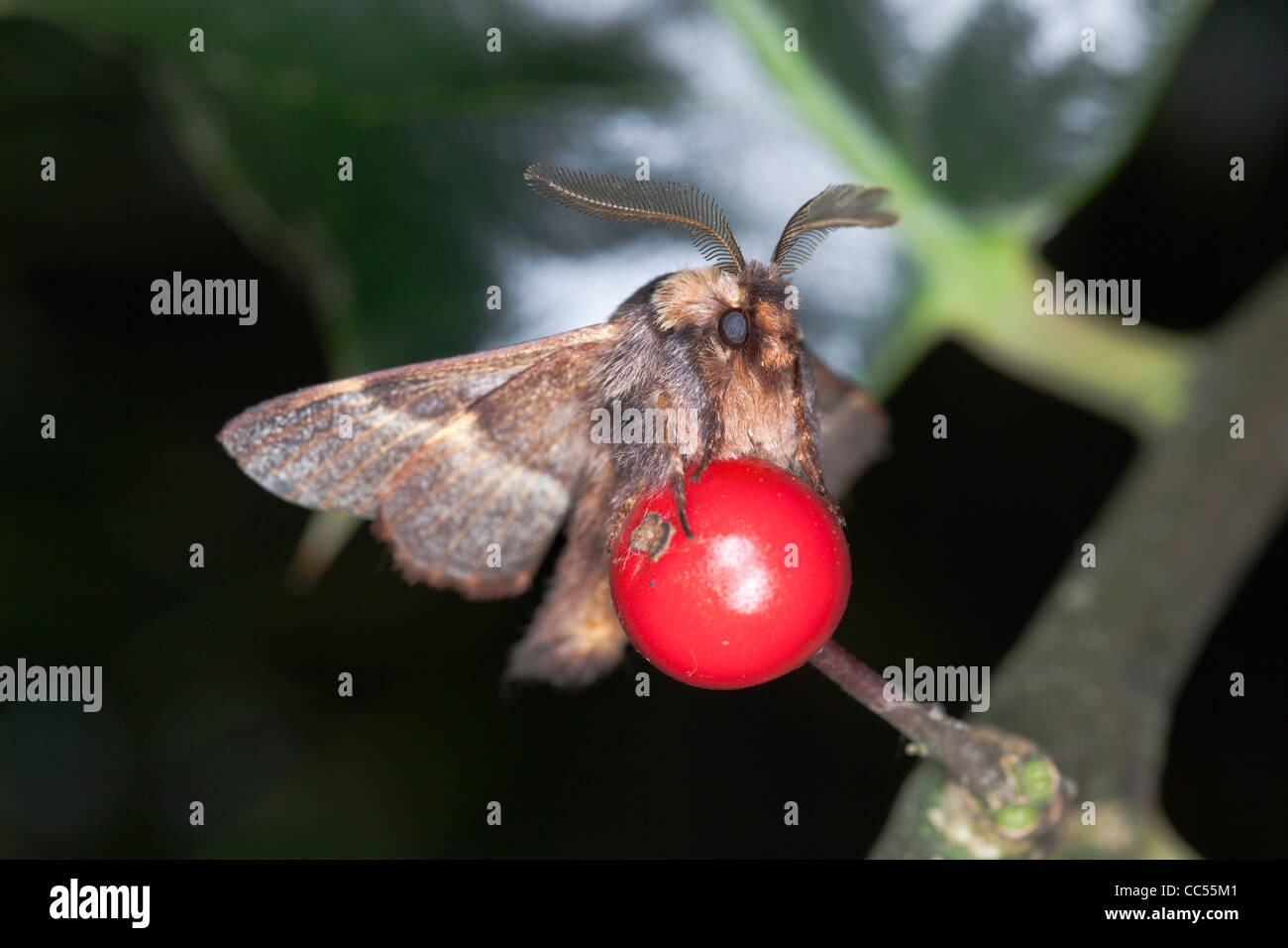 Dicembre Moth; Poecilocampa populi; su holly berry; Cornovaglia; Regno Unito Foto Stock