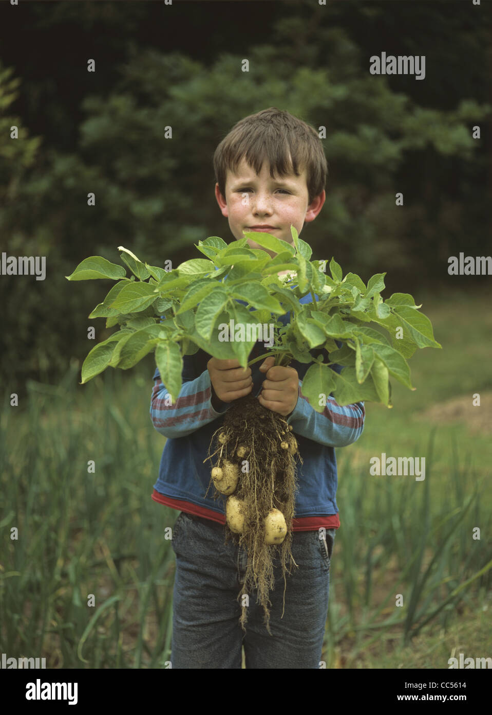 Ragazzo in giardino o riparto solleva un raccolto di 'luogo' prima le patate primaticce Foto Stock