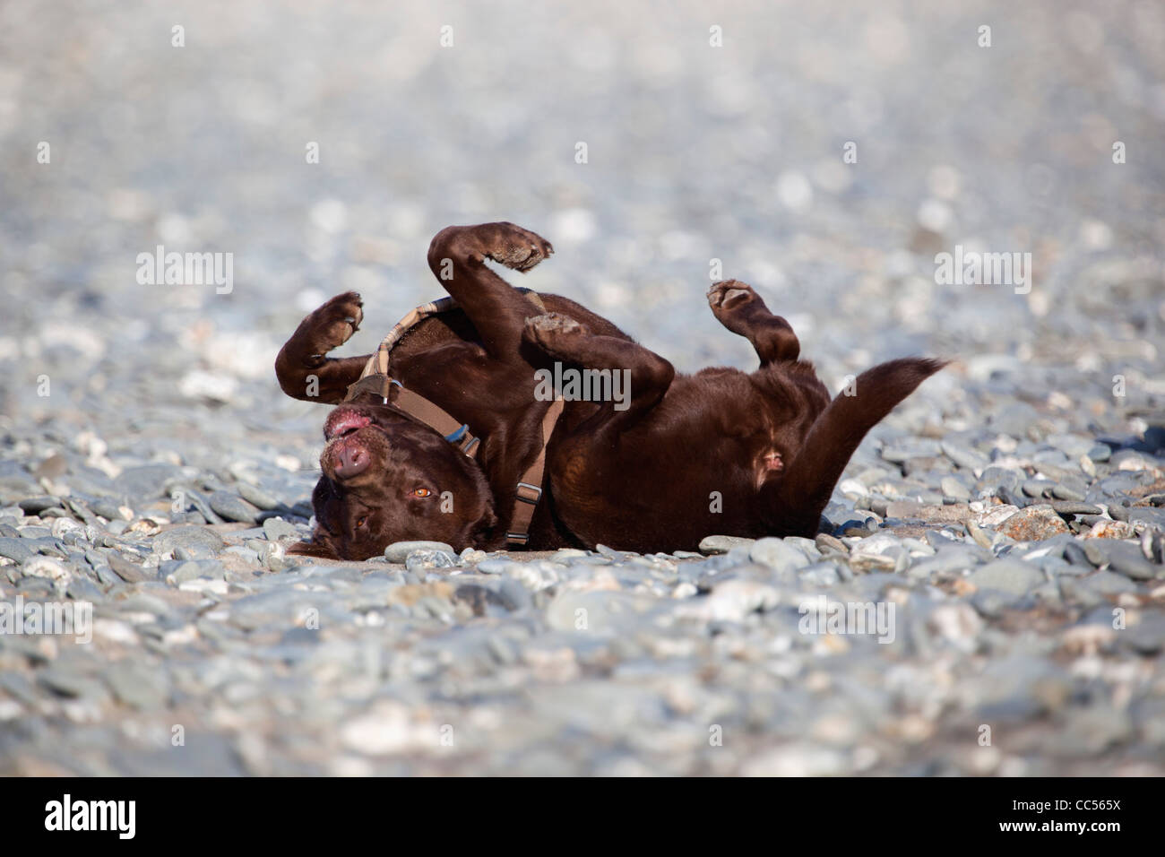 Il Labrador sulla spiaggia; Cornovaglia; Regno Unito Foto Stock