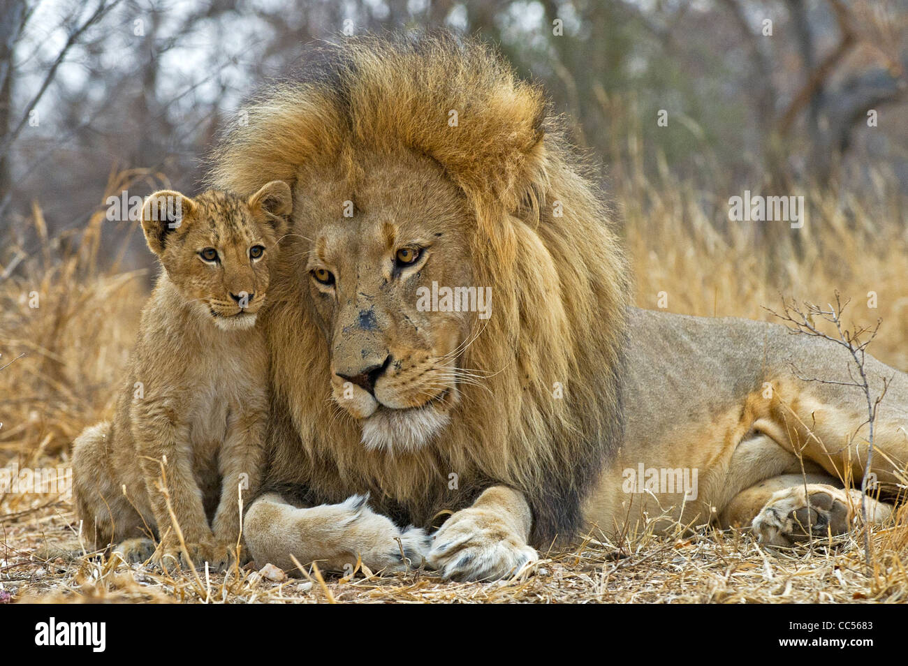 Leone con il cub Foto Stock