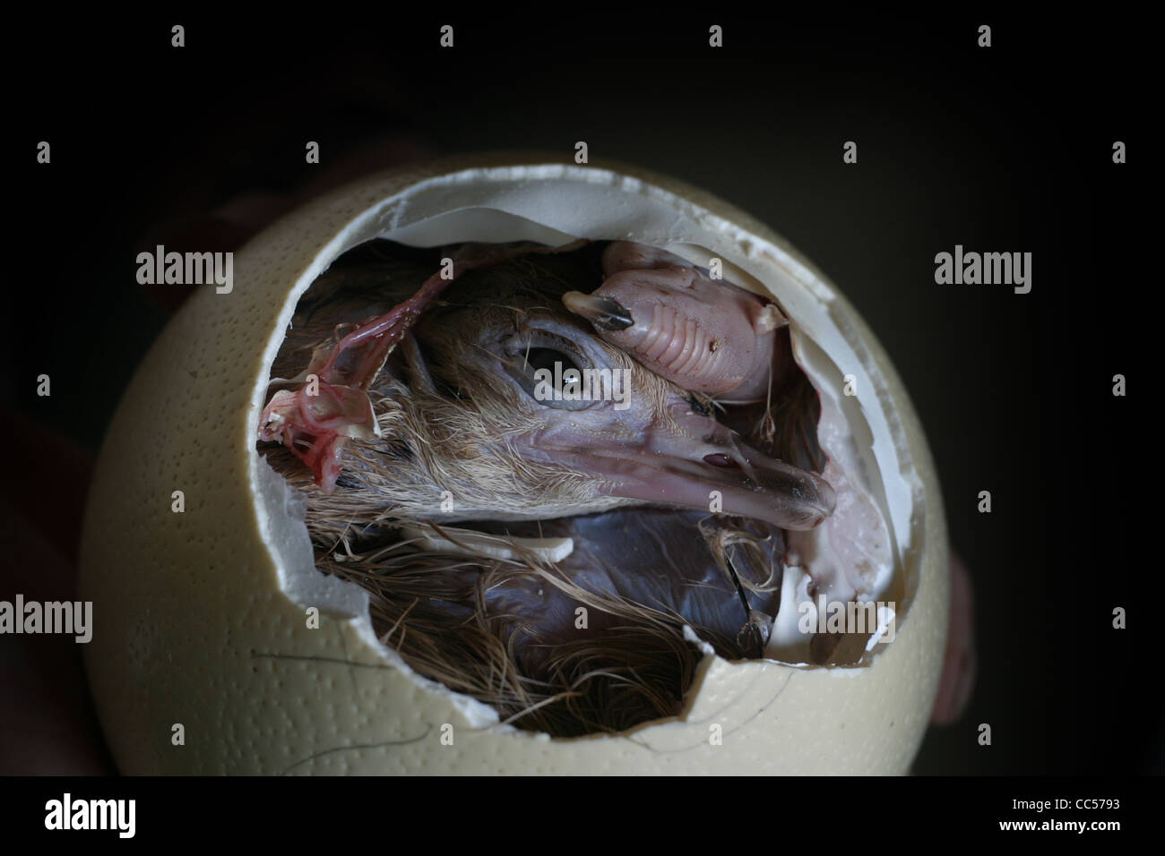 Un baby struzzo è nato a alla fattoria di struzzo Foto Stock