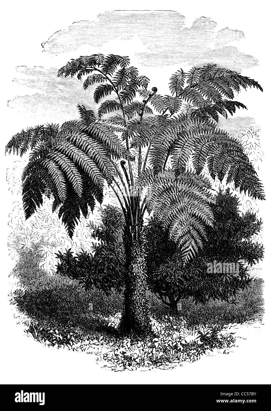 Struttura ruvida Fern Alsophila Cyathea australis Queensland New South Wales Victoria del Sud Australia Foto Stock