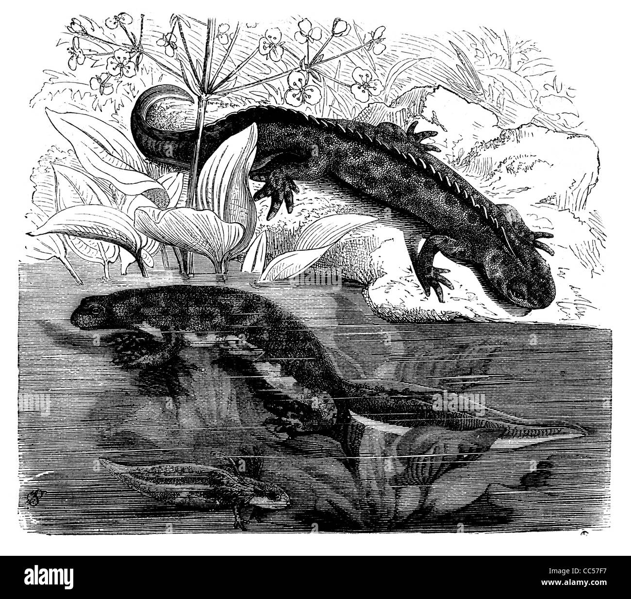 Grandi presenta verrucosa Newt Triturus cristatus"1886 Foto Stock