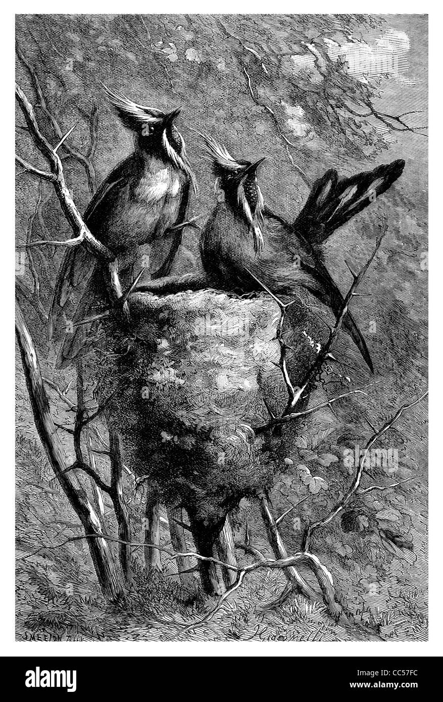 Casco Crest ronzio uccello sul nido Foto Stock