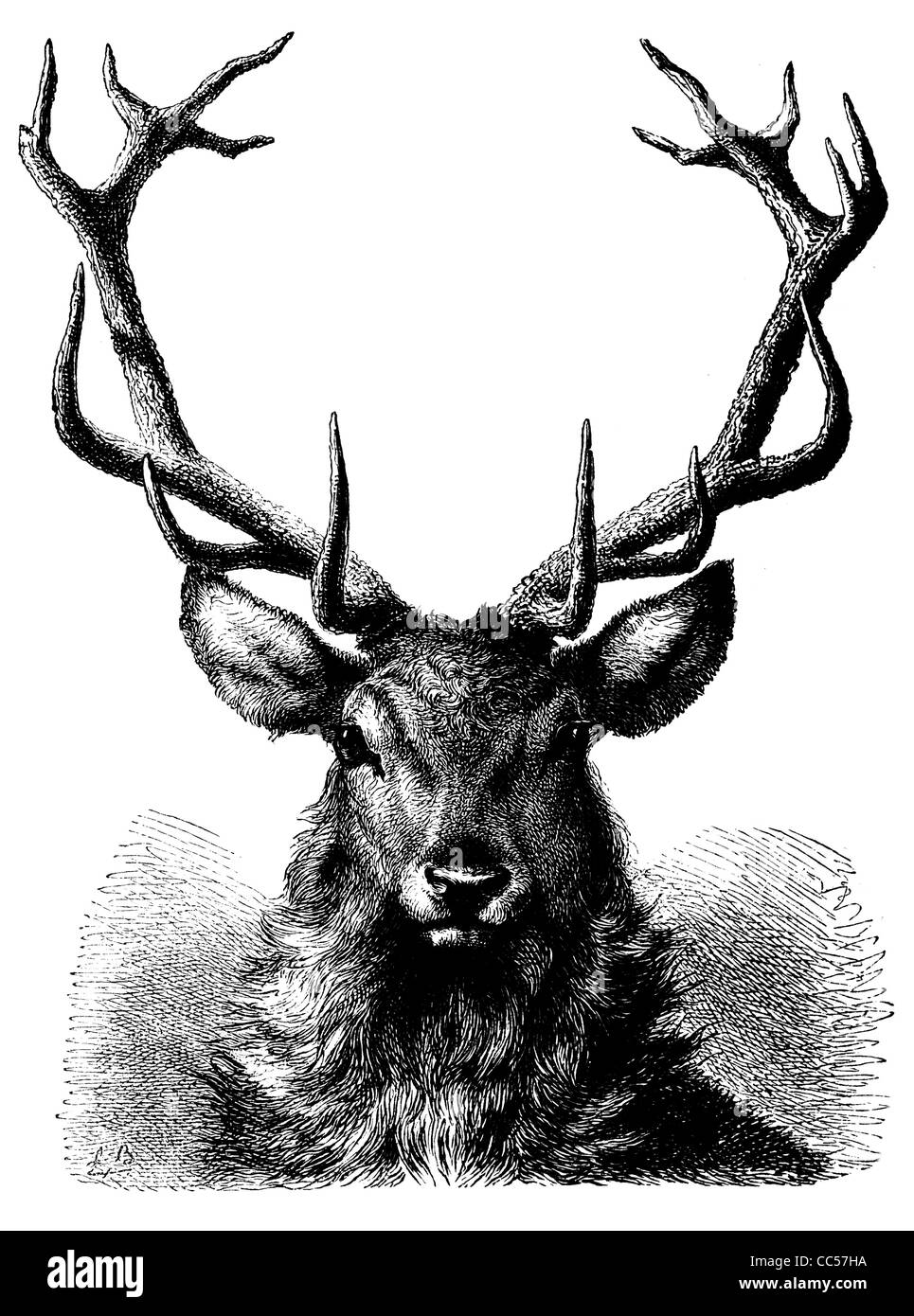 Feste di addio al celibato Cervus Elaphus testa preda di corna di cervo corna hart pelliccia animale selvatico selvaggina abbattuta la natura di capriolo cervo Foto Stock