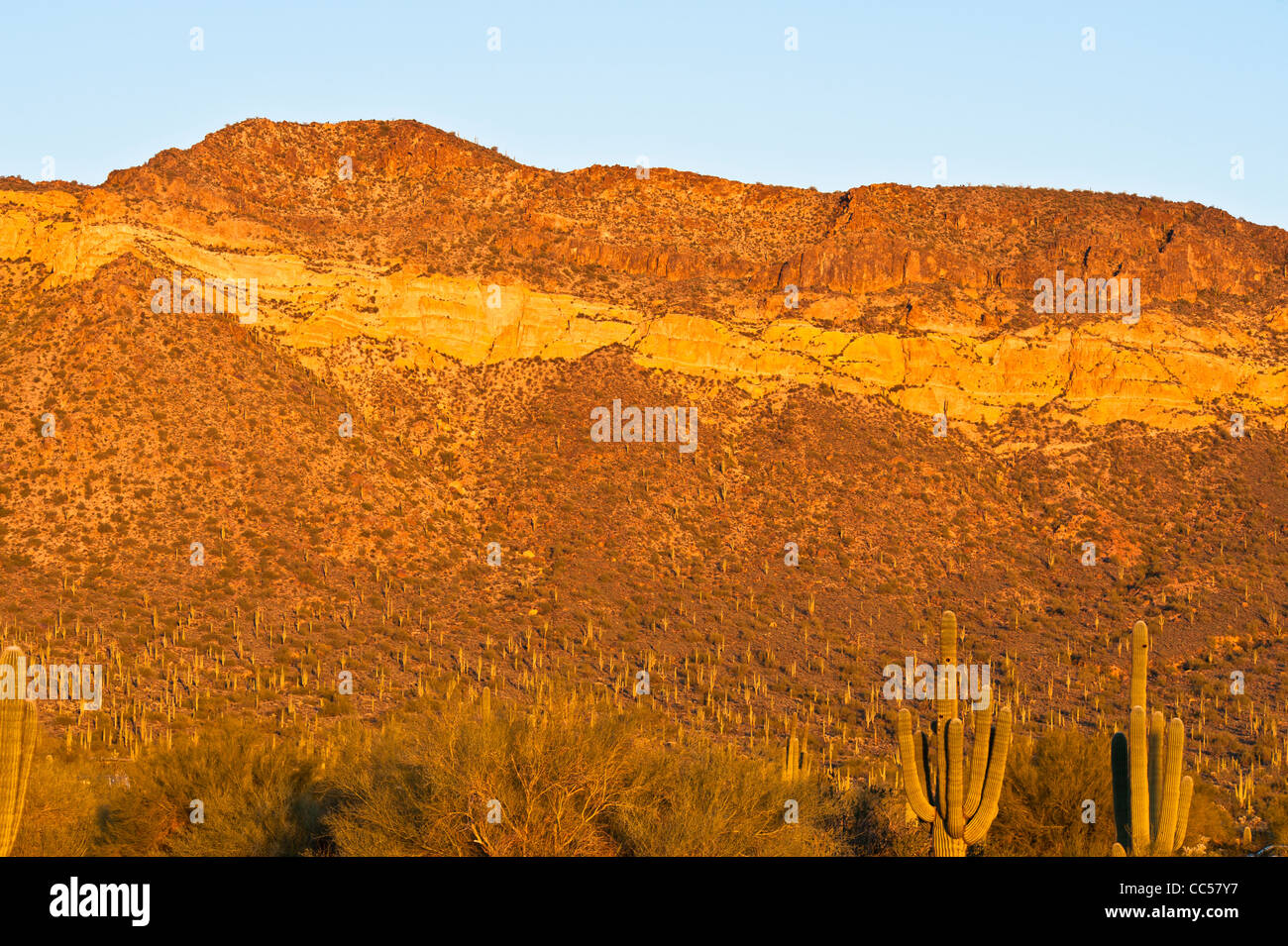Una varietà enorme di cactus cresce nel Deserto di Sonora a nord di Mesa, Arizona. Questi sono principalmente Cholla. Foto Stock