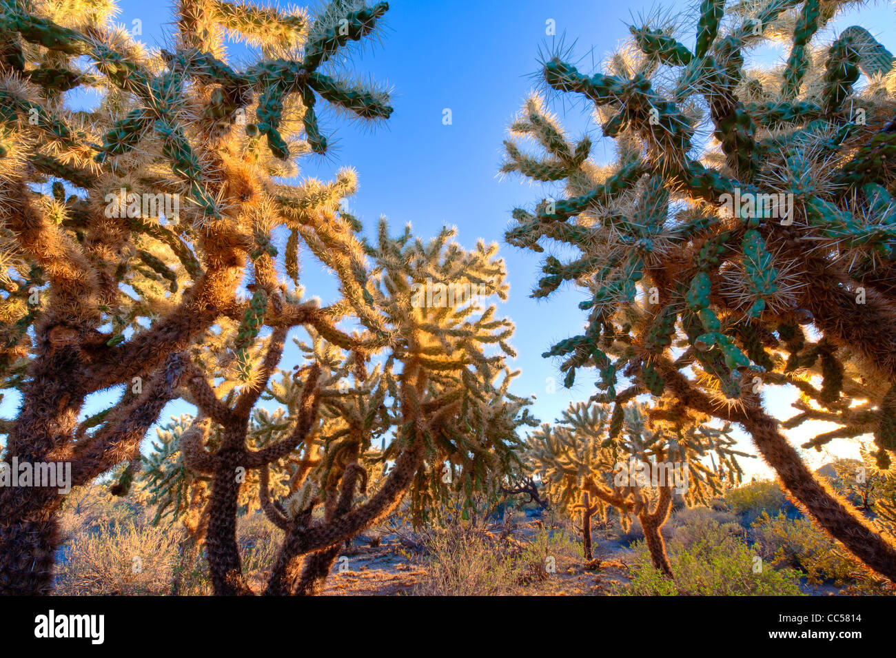 Una varietà enorme di cactus cresce nel Deserto di Sonora a nord di Mesa, Arizona. Questi sono principalmente Cholla. Foto Stock