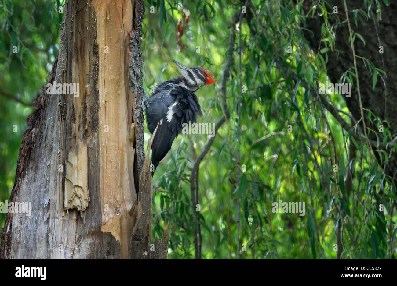 Un picchio pileated uccello appollaiato lateralmente su un tronco di albero Foto Stock