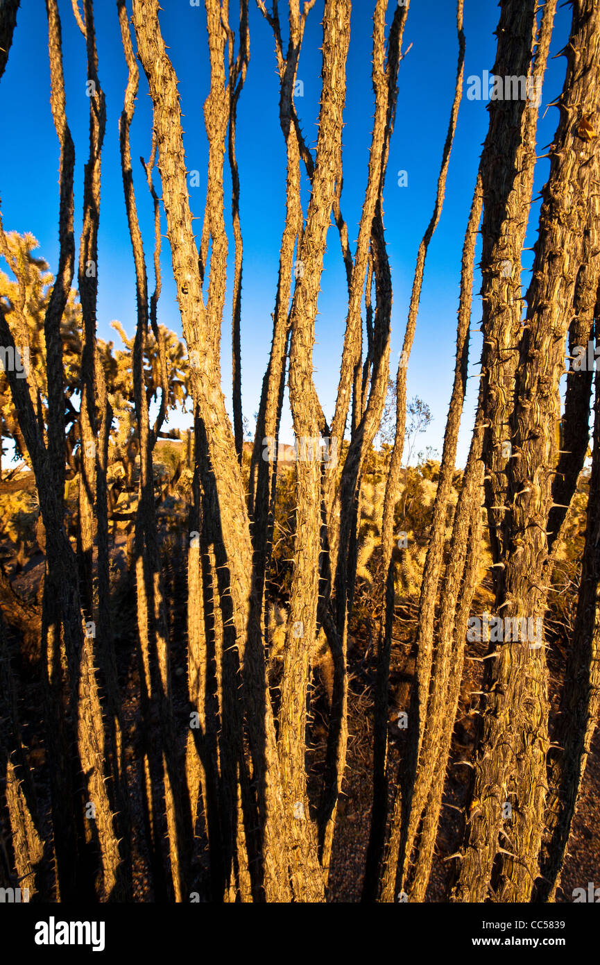 Una varietà enorme di cactus cresce nel Deserto di Sonora a nord di Mesa, Arizona. Questi sono principalmente Cholla. Foto Stock