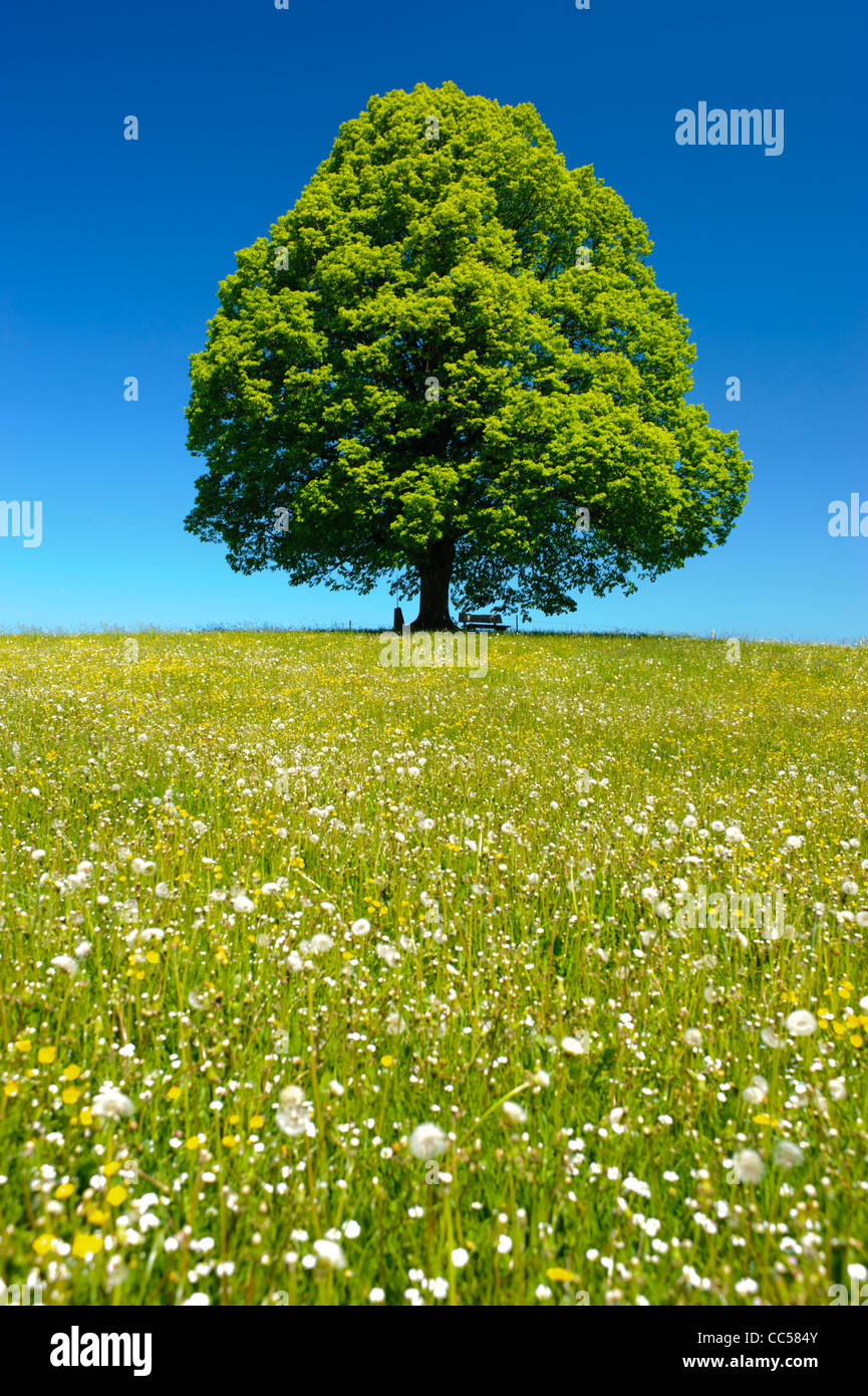 Unico albero di tiglio di primavera Foto Stock