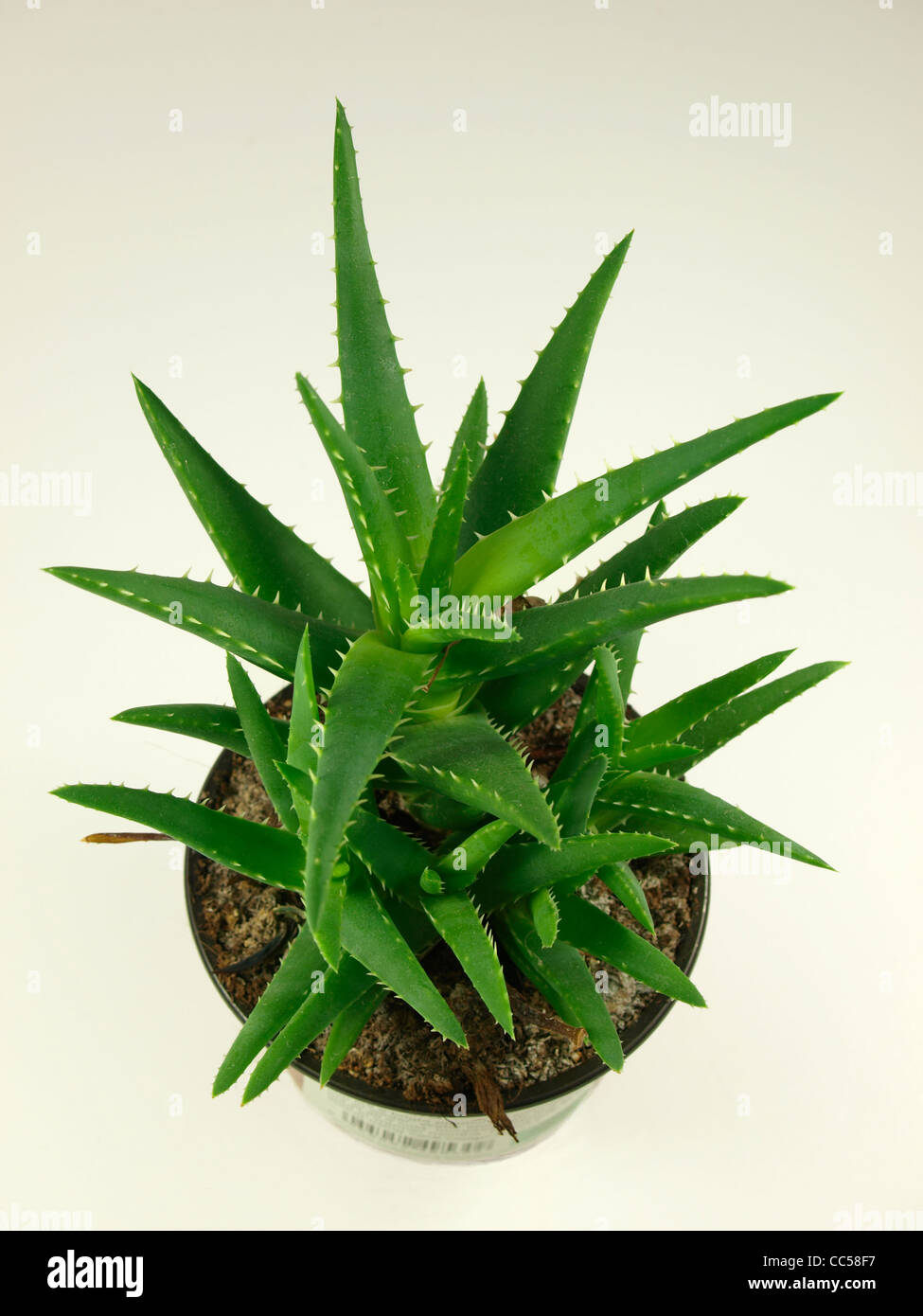 Pianta di Aloe Vera Foto Stock