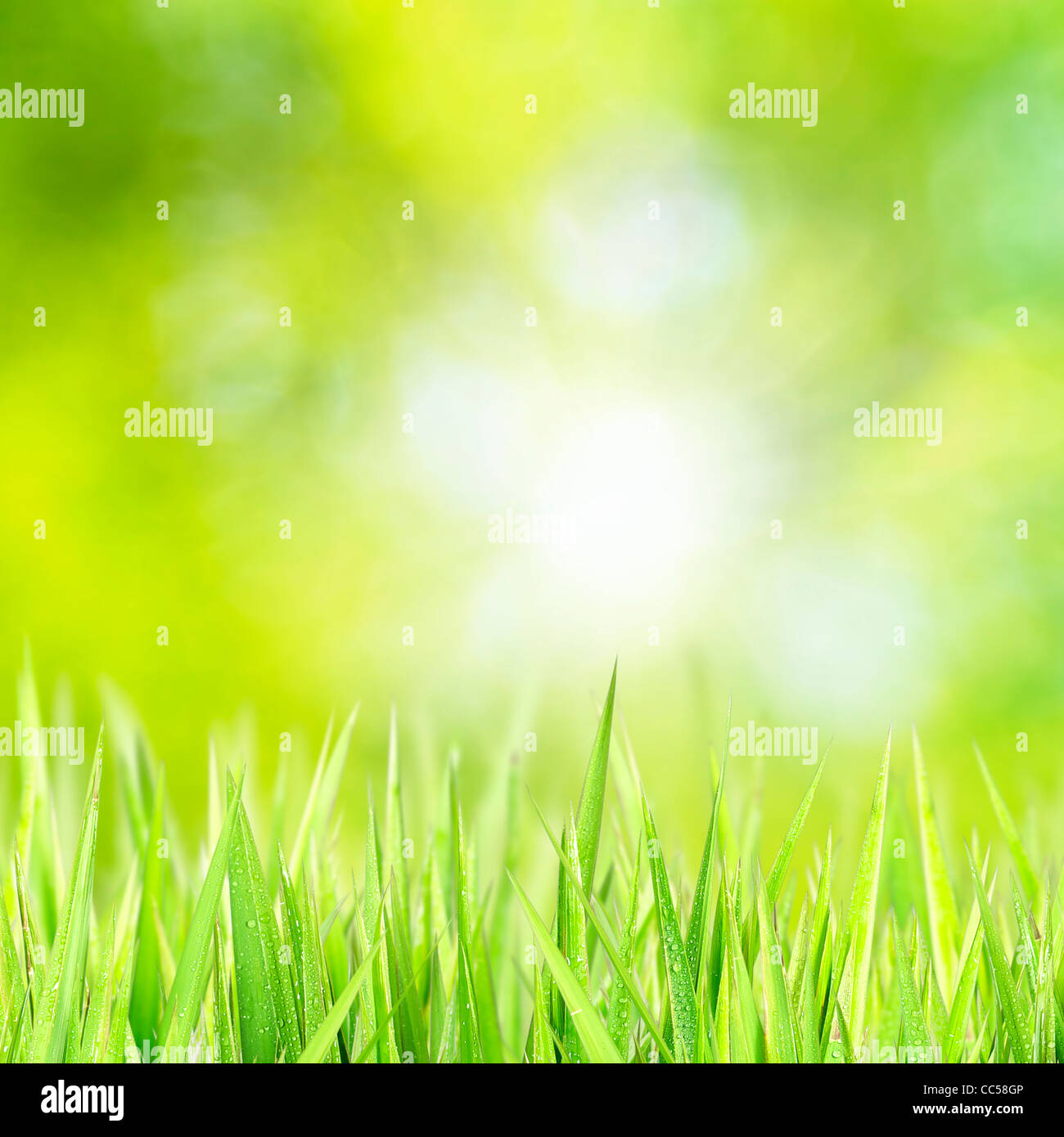 Erba verde soleggiata bokeh di fondo, composizione quadrata Foto Stock