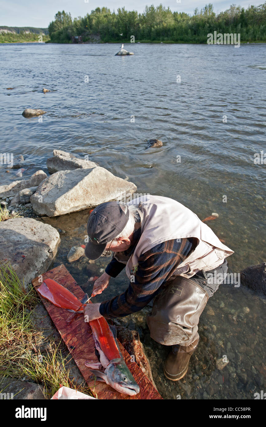 Pulizia del pescatore un salmone. Il fiume di rame. L'Alaska. Stati Uniti d'America Foto Stock