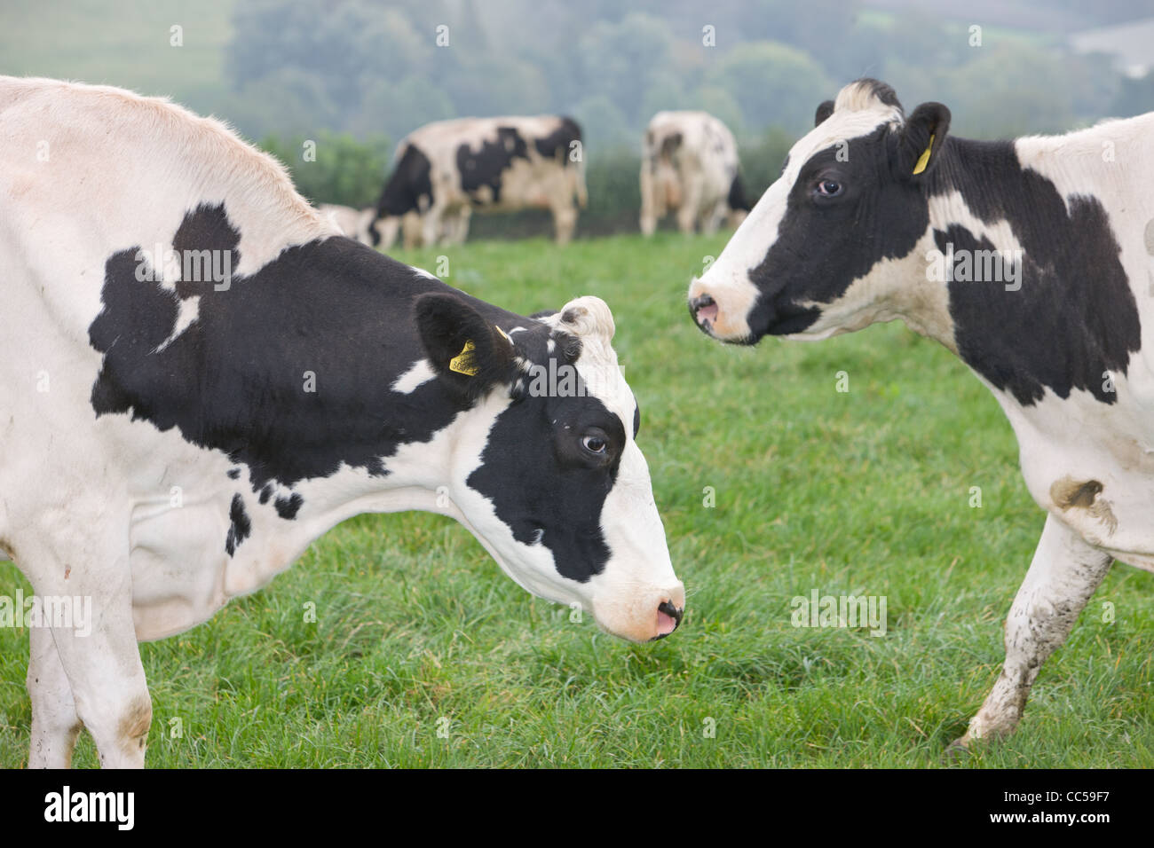 Il frisone le vacche da latte nell'Westcounty,UK Foto Stock