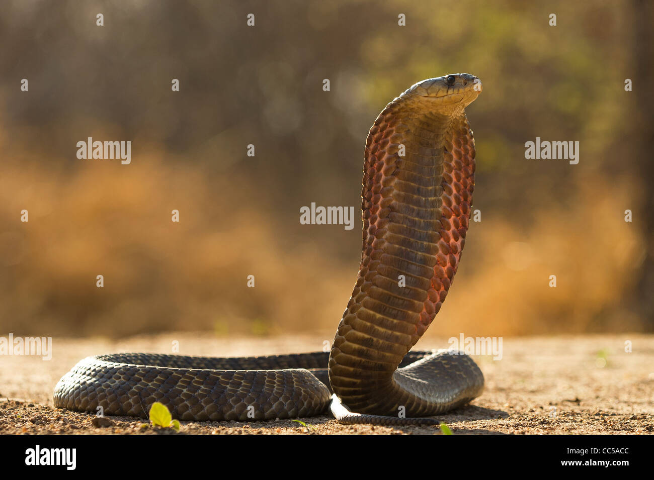 Un Cobra Snouted rising di sciopero Foto Stock