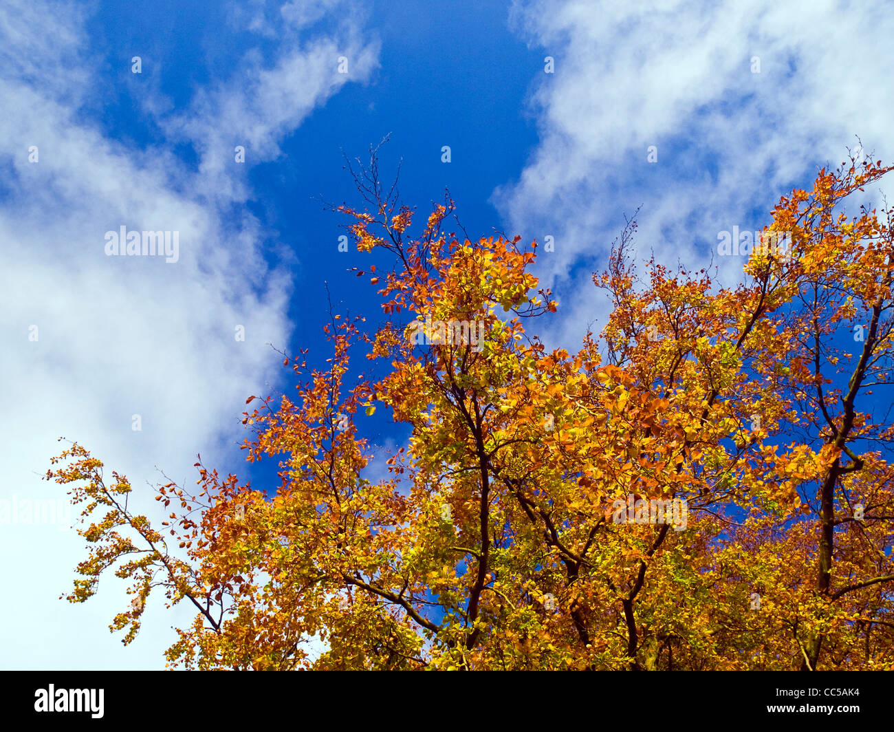 Ricerca di passato autumn tree al cielo blu sopra, Parco Nazionale di Peak District Foto Stock