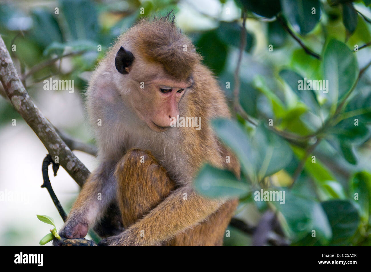 Il di Sri Lanka toque macaque in Udawatta Kele Santuario, Kandy, Sri Lanka. Foto Stock