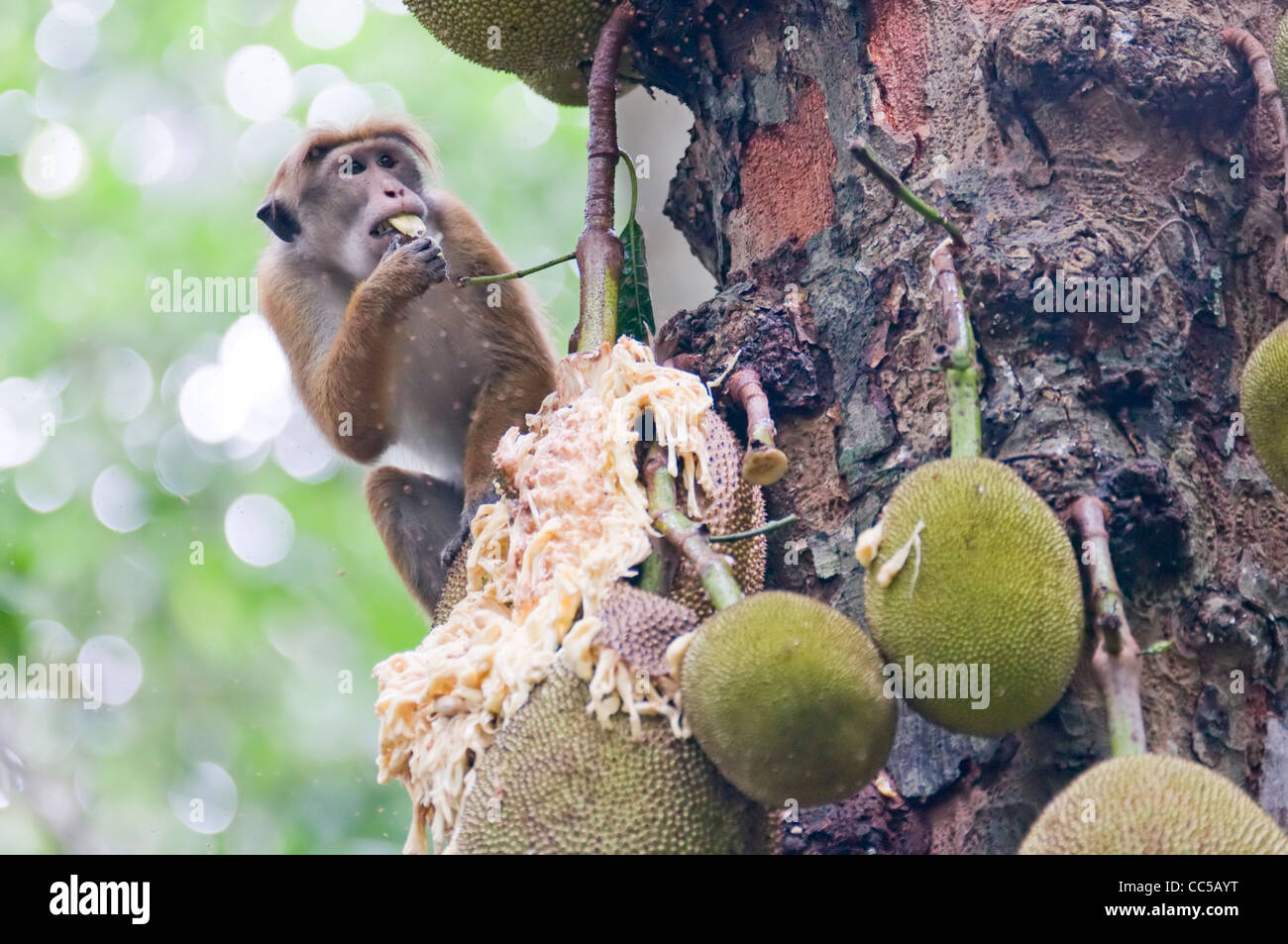 Il di Sri Lanka toque macaque in Udawatta Kele Santuario, Kandy, Sri Lanka, mangiare Jackfruits ((Artocarpus heterophyllus). Foto Stock