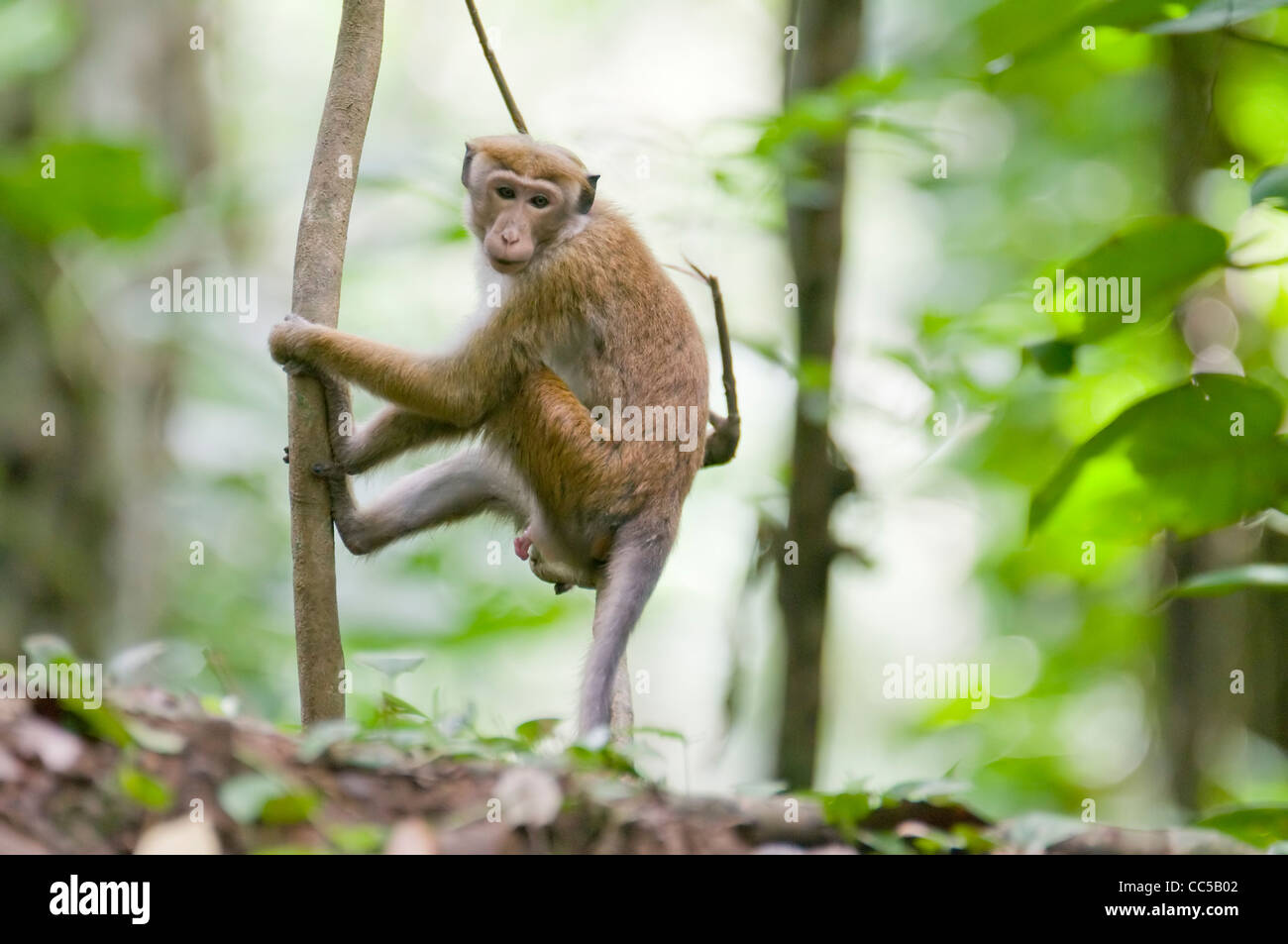 Il di Sri Lanka toque macaque in Udawatta Kele Santuario, Kandy, Sri Lanka ovviamente a masturbarsi. Foto Stock
