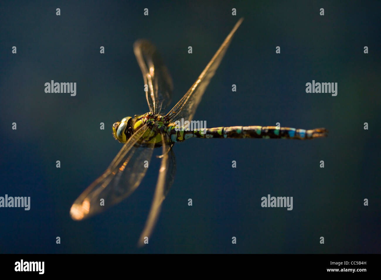 Southern Hawker Dragonfly (Aeshna cyanea) in volo, West Sussex, Regno Unito. Foto Stock