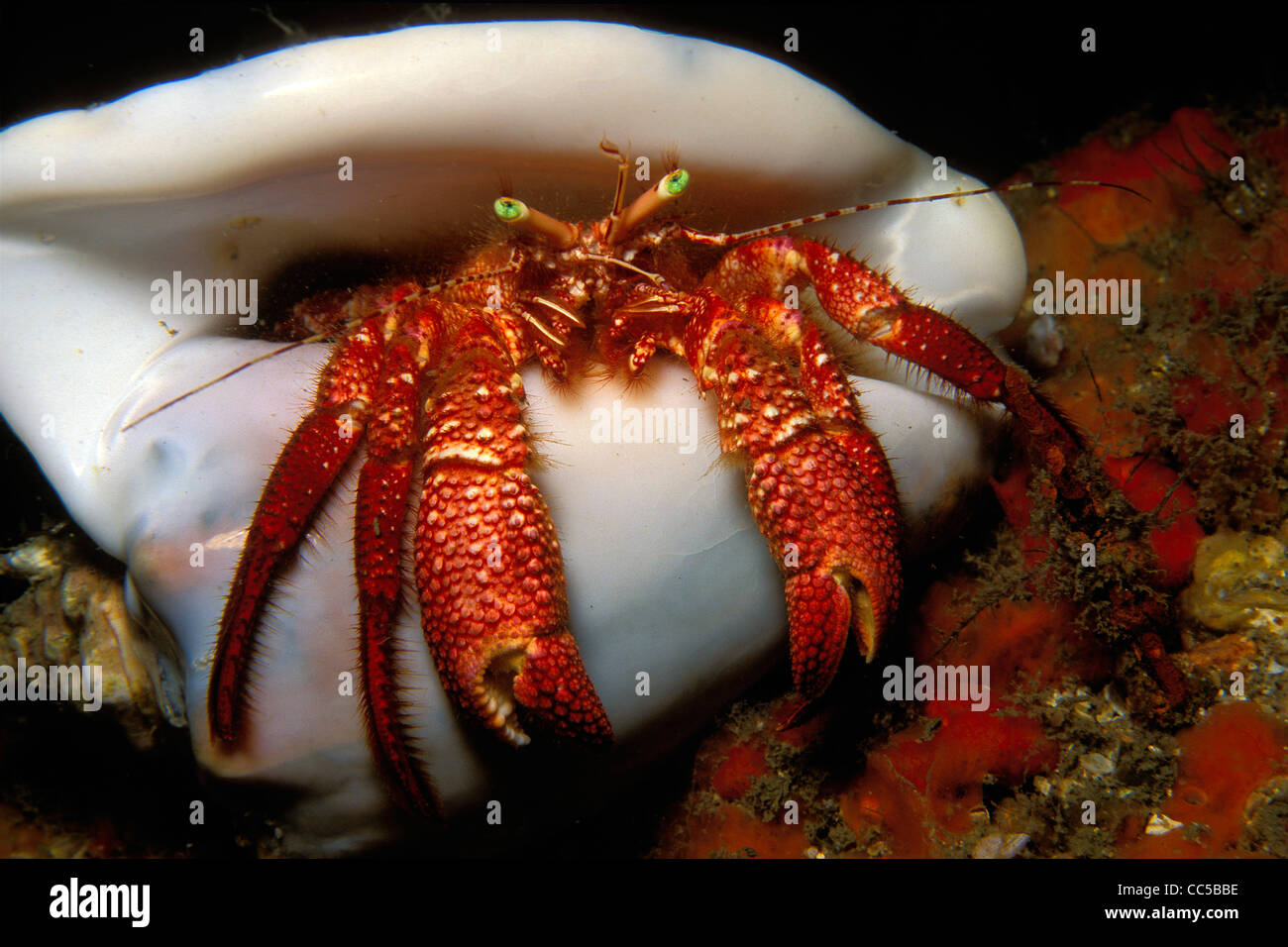 Gigante granchio eremita, Petrochirus Diogene, Florida Keys, Oceano Atlantico Foto Stock